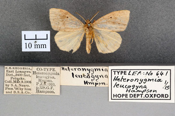 /filer/webapps/moths/media/images/L/leucogyna_Heteronygmia_ST_OUMNH_01.jpg