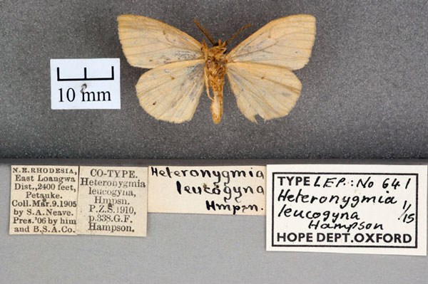 /filer/webapps/moths/media/images/L/leucogyna_Heteronygmia_ST_OUMNH_02.jpg