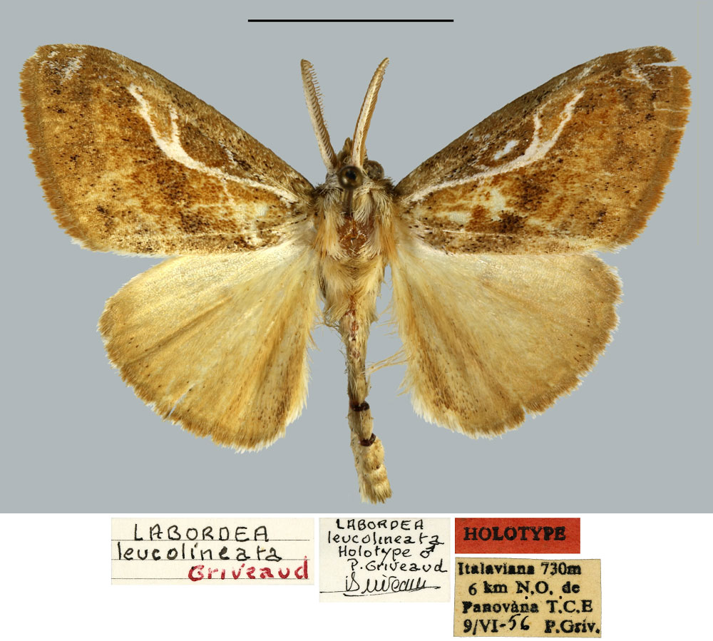 /filer/webapps/moths/media/images/L/leucolineata_Labordea_HT_MNHN.jpg