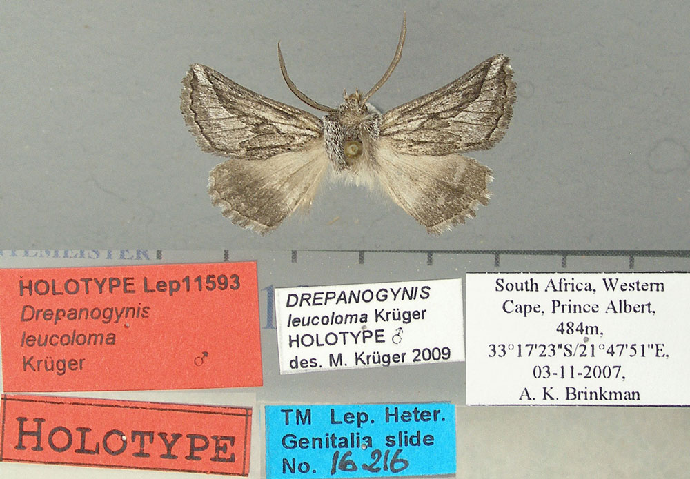 /filer/webapps/moths/media/images/L/leucoloma_Drepanogynis_HT_TMSA.jpg
