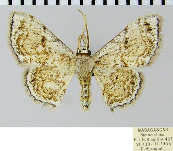 /filer/webapps/moths/media/images/L/leucoloma_Scopula_AM_ZSMa.jpg