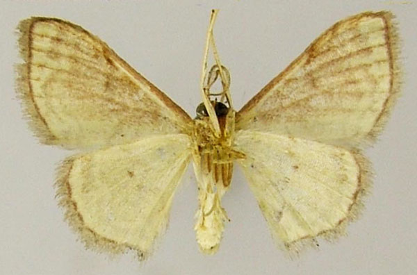 /filer/webapps/moths/media/images/L/leucoloma_Scopula_AM_ZSMb.jpg