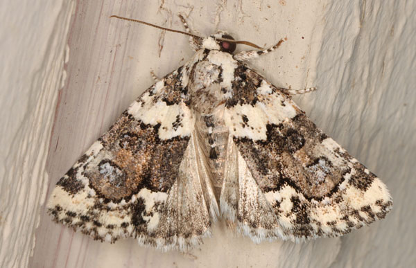 /filer/webapps/moths/media/images/L/leucomelaena_Cryphia_A_Heyns_01.jpg