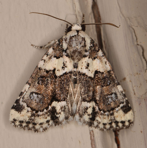 /filer/webapps/moths/media/images/L/leucomelaena_Cryphia_A_Heyns_02.jpg