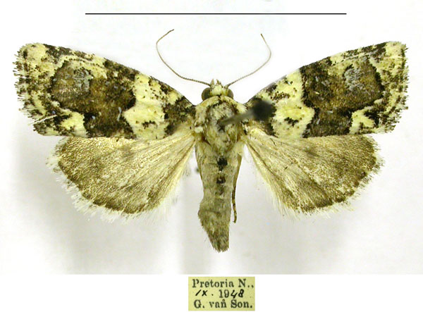 /filer/webapps/moths/media/images/L/leucomelaena_Cryphia_A_TMSA.jpg