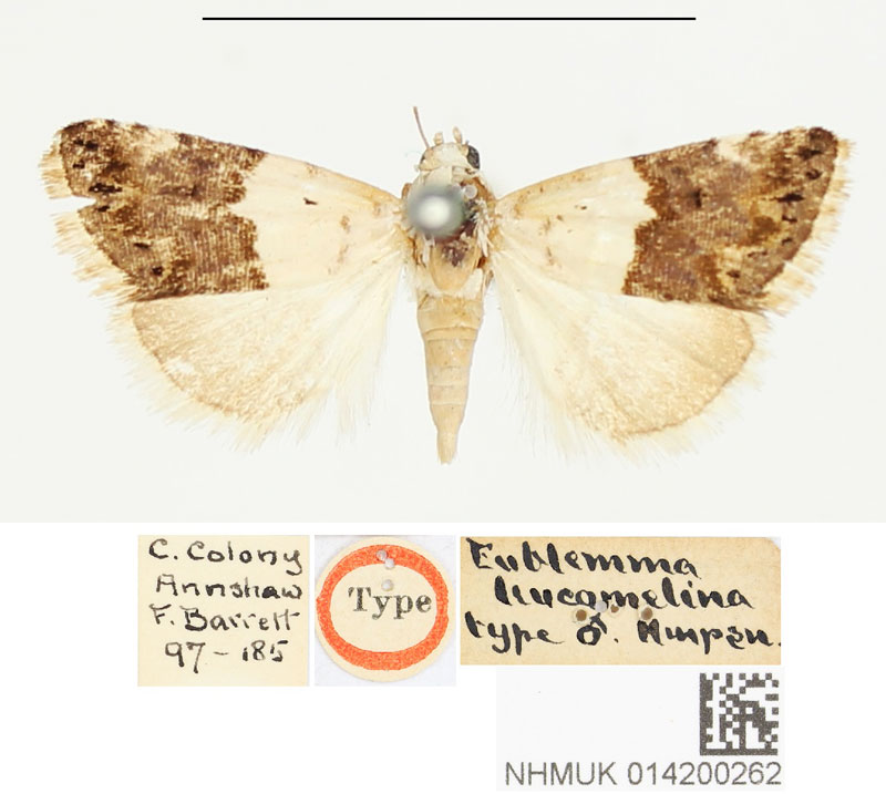 /filer/webapps/moths/media/images/L/leucomelana_Eublemma_HT_BMNH.jpg