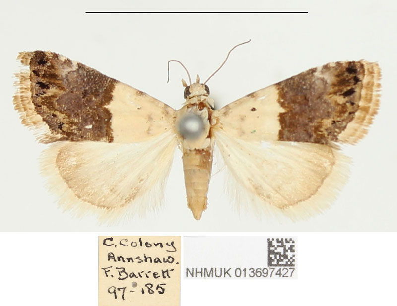 /filer/webapps/moths/media/images/L/leucomelana_Eublemma_PTF_BMNH.jpg