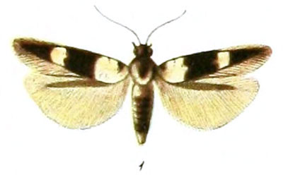 /filer/webapps/moths/media/images/L/leucomelanella_Elachista_STM_Rebel_1-1.jpg