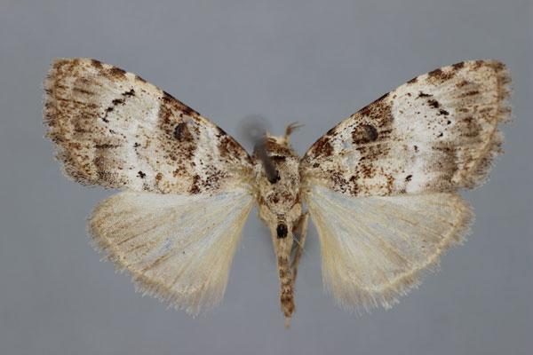 /filer/webapps/moths/media/images/L/leucomelas_Meganola_A_BMNH.jpg