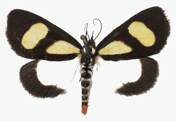 /filer/webapps/moths/media/images/L/leucomelas_Phaegorista_AF_Basquina.jpg