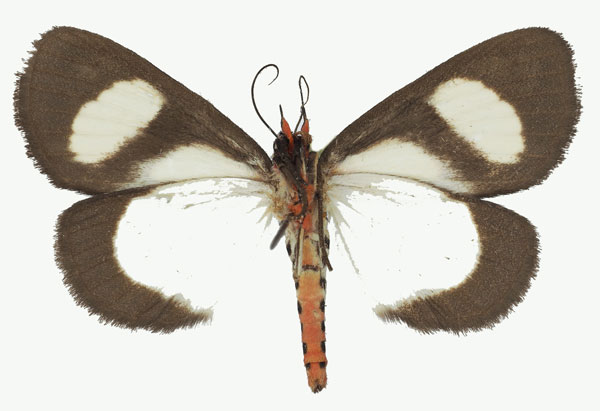 /filer/webapps/moths/media/images/L/leucomelas_Phaegorista_AF_Basquinb.jpg