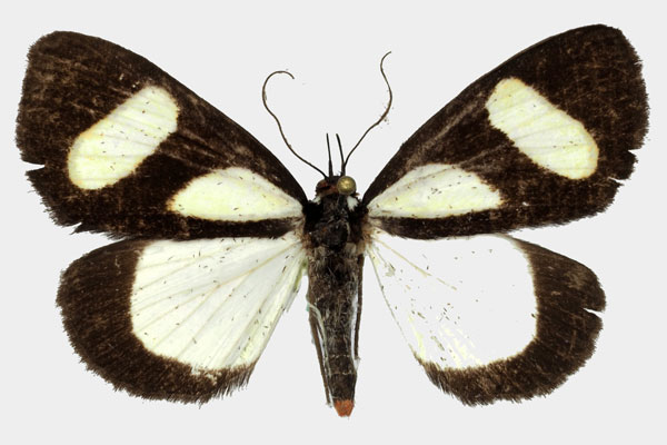 /filer/webapps/moths/media/images/L/leucomelas_Phaegorista_AM_Basquin_01.jpg