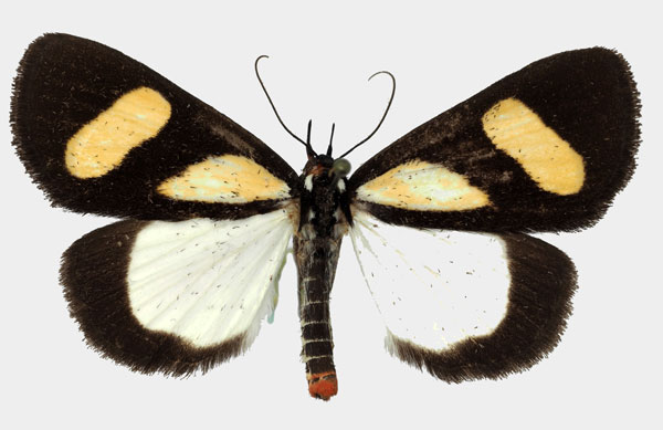 /filer/webapps/moths/media/images/L/leucomelas_Phaegorista_AM_Basquin_02.jpg
