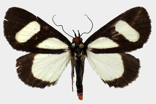 /filer/webapps/moths/media/images/L/leucomelas_Phaegorista_AM_Basquin_03.jpg