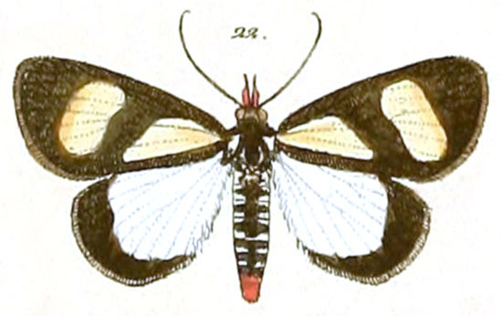 /filer/webapps/moths/media/images/L/leucomelas_Phaegorista_HT_28_22.jpg