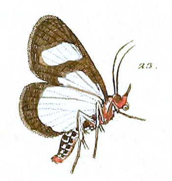 /filer/webapps/moths/media/images/L/leucomelas_Phaegorista_HT_28_23.jpg