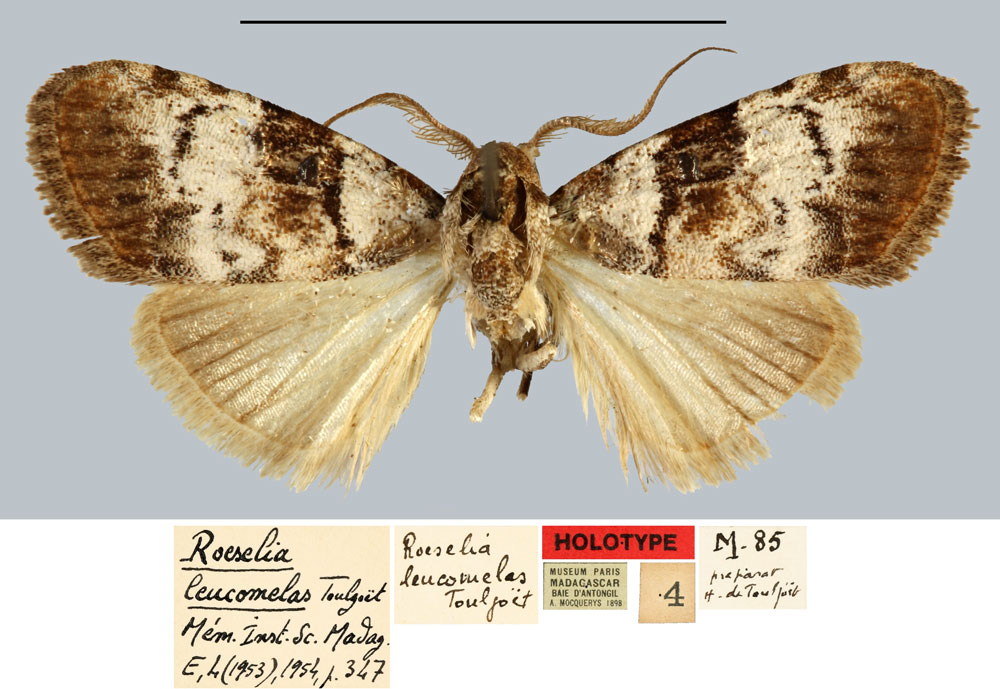 /filer/webapps/moths/media/images/L/leucomelas_Roeselia_HT_MNHN.jpg