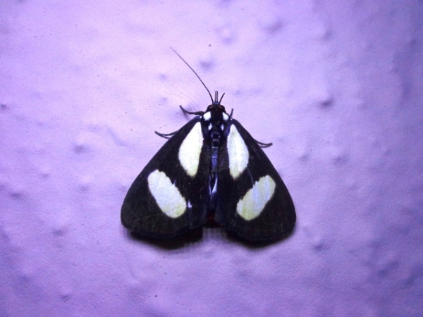 /filer/webapps/moths/media/images/L/leucomelas_Stemonoceras_A_Ajibade_02.jpg