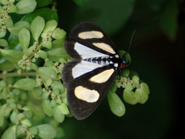 /filer/webapps/moths/media/images/L/leucomelas_Stemonoceras_A_Bowen_01.jpg