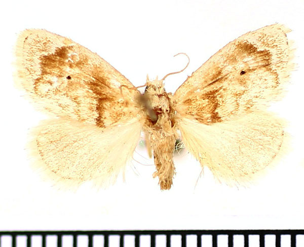 /filer/webapps/moths/media/images/L/leucomera_Gavara_AM_BMNH.jpg