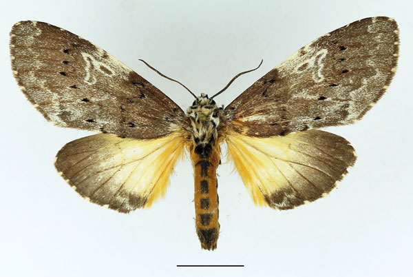/filer/webapps/moths/media/images/L/leuconephra_Amphiphalera_AF_Basquin_01.jpg