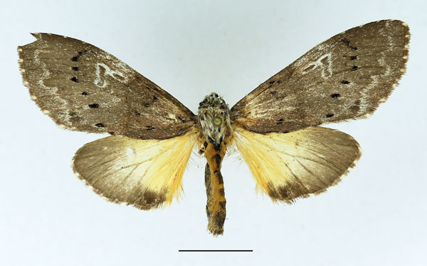 /filer/webapps/moths/media/images/L/leuconephra_Amphiphalera_AF_Basquin_02.jpg
