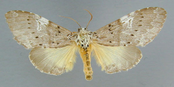 /filer/webapps/moths/media/images/L/leuconephra_Amphiphalera_AF_RMCA.jpg