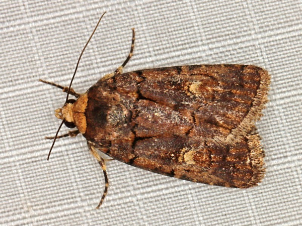 /filer/webapps/moths/media/images/L/leuconephra_Athetis_A_Braun.jpg