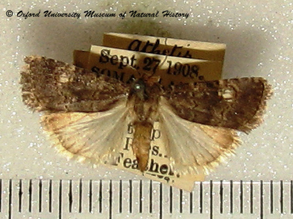 /filer/webapps/moths/media/images/L/leuconephra_Athetis_A_OUMNH.jpg