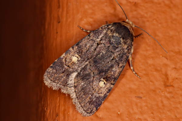 /filer/webapps/moths/media/images/L/leuconephra_Athetis_A_Roland_01.jpg