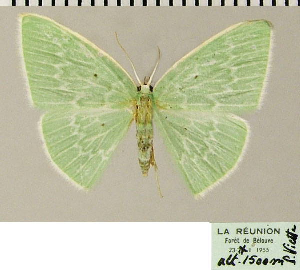 /filer/webapps/moths/media/images/L/leuconeura_Comostolopsis_AF_ZSM.jpg