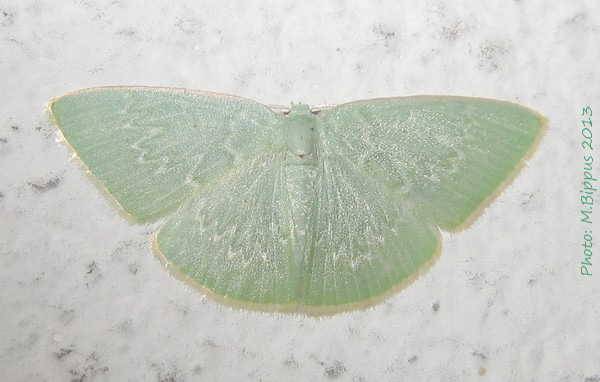/filer/webapps/moths/media/images/L/leuconeura_Comostolopsis_A_Bippus.jpg
