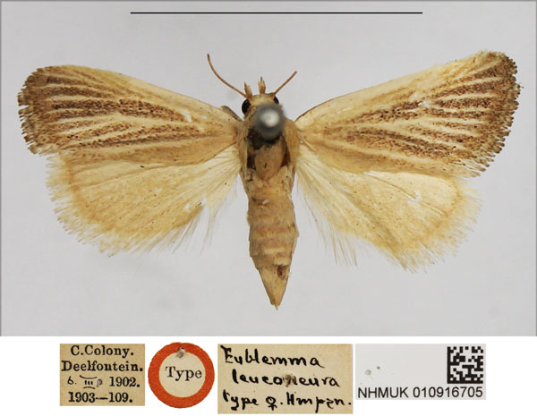 /filer/webapps/moths/media/images/L/leuconeura_Eublemma_STF_NHMUK.jpg