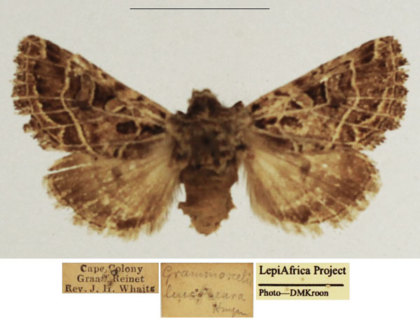 /filer/webapps/moths/media/images/L/leuconeura_Grammoscelis_AM_TMSA_l4VNHBL.jpg