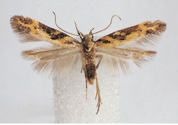 /filer/webapps/moths/media/images/L/leuconigrella_Leuronoma_PTM_BMNH.jpg