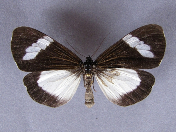 /filer/webapps/moths/media/images/L/leuconoe_Nyctemera_A_Baron.jpg