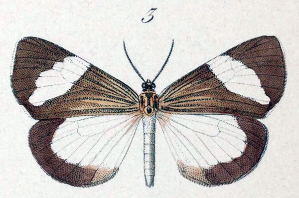 /filer/webapps/moths/media/images/L/leuconoe_Nyctemera_HT_Hopffer_28_3.jpg