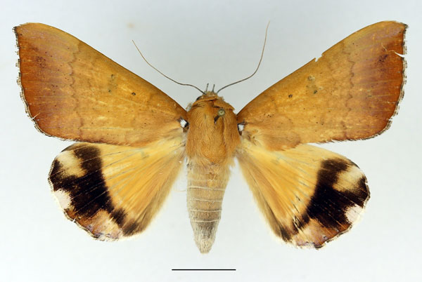 /filer/webapps/moths/media/images/L/leucopasa_Achaea_AF_Basquin_01.jpg