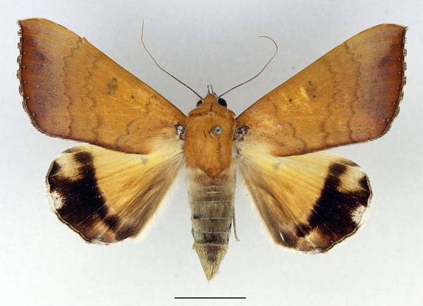 /filer/webapps/moths/media/images/L/leucopasa_Achaea_AF_Basquin_02.jpg