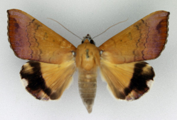 /filer/webapps/moths/media/images/L/leucopasa_Achaea_AF_Legrain.jpg