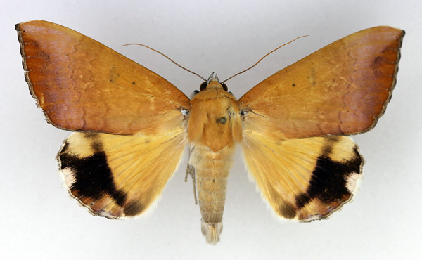 /filer/webapps/moths/media/images/L/leucopasa_Achaea_AM_Legrain.jpg