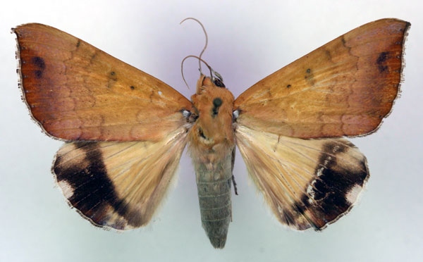 /filer/webapps/moths/media/images/L/leucopasa_Achaea_AM_RMCA.jpg