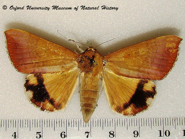 /filer/webapps/moths/media/images/L/leucopasa_Achaea_A_OUMNHa_01.jpg