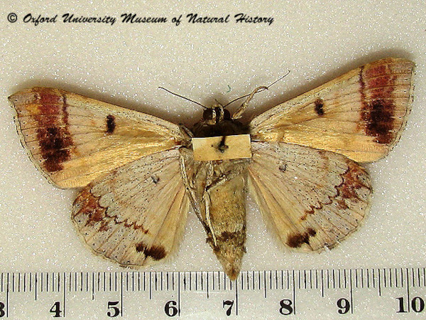 /filer/webapps/moths/media/images/L/leucopasa_Achaea_A_OUMNHb_01.jpg