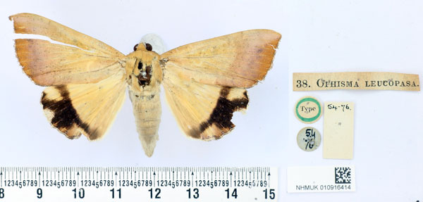 /filer/webapps/moths/media/images/L/leucopasa_Ophisma_HT_BMNH.jpg