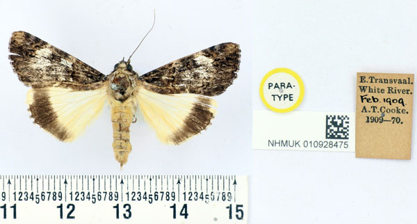 /filer/webapps/moths/media/images/L/leucopasta_Ulotrichopus_PT_BMNH.jpg