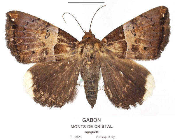 /filer/webapps/moths/media/images/L/leucopera_Achaea_AF_Basquina.jpg