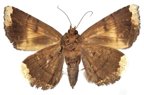 /filer/webapps/moths/media/images/L/leucopera_Achaea_AF_Basquinb.jpg