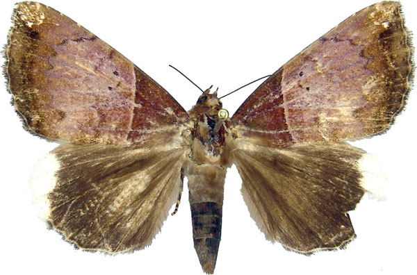 /filer/webapps/moths/media/images/L/leucopera_Achaea_AF_MCJM.jpg