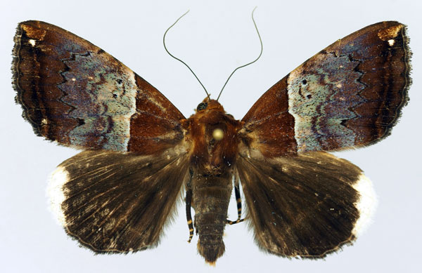 /filer/webapps/moths/media/images/L/leucopera_Achaea_AM_Basquin.jpg